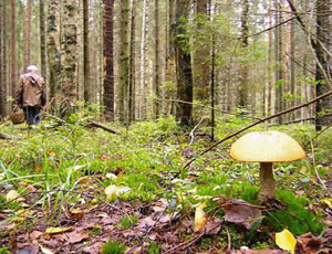 В Свердловской области начался сезон грибов