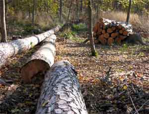 В Челябинске иностранца раздавило дерево
