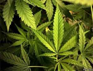 В автомобиле на южноуральской трассе найдено 17 килограммов марихуаны