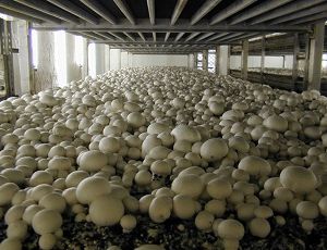 «Волшебные грибы»: из-за санкций дешевые шампиньоны взлетели в цене / Замещать их хотят вешенками и шиитаке
